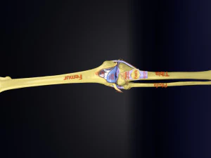 Knee joint cut open detail labelled 3D Model