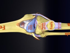Knee joint cut open detail labelled 3D Model