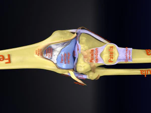 Knee joint cut open detail labelled 3D Model
