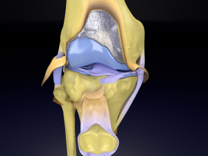 Knee joint cut open detail labelled 3D Model