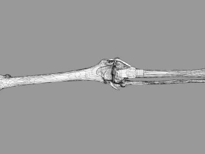 Knee joint cut open detail labelled 3D Model