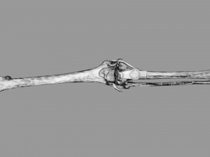 Knee joint cut open detail labelled 3D Model