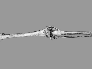 Knee joint cut open detail labelled 3D Model