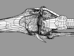 Knee joint cut open detail labelled 3D Model