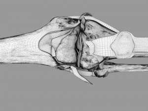 Knee joint cut open detail labelled 3D Model