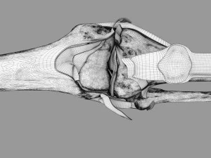 Knee joint cut open detail labelled 3D Model