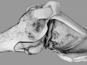 Knee joint cut open detail labelled 3D Model