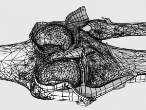 Knee joint cut open detail labelled 3D Model