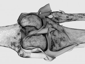 Knee joint cut open detail labelled 3D Model