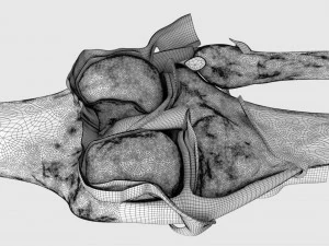 Knee joint cut open detail labelled 3D Model