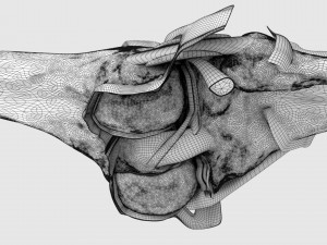 Knee joint cut open detail labelled 3D Model