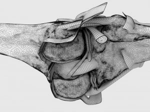 Knee joint cut open detail labelled 3D Model