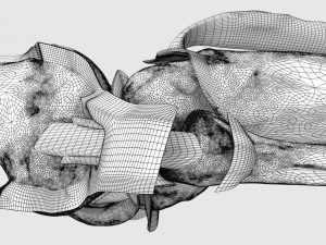 Knee joint cut open detail labelled 3D Model