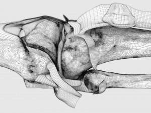 Knee joint cut open detail labelled 3D Model