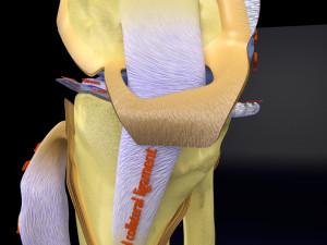 Knee joint cut open detail labelled 3D Model