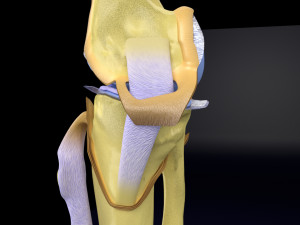 Knee joint cut open detail labelled 3D Model
