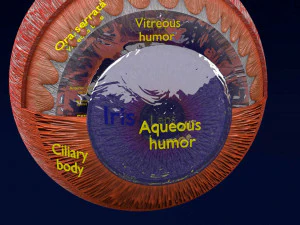 Posterior vitreous detachment types eye 3D Model