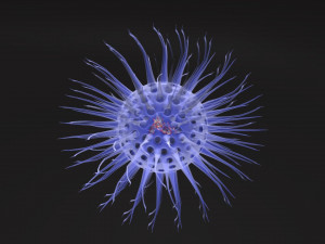 Virus animated with DNA detailed Model 3D