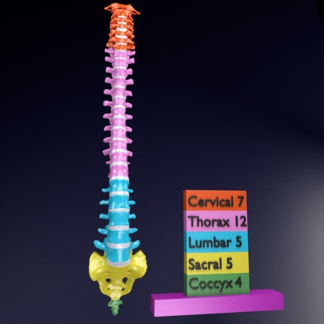 Vertebrae vertebral column color labelled Modelo 3D .c4d .max .obj .3ds .fbx .stl .blend 