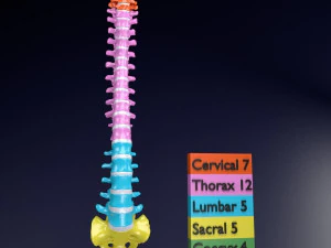 Wervels wervelkolom kleur gelabeld 3D Model