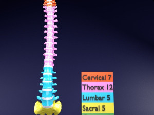 Vertebrae vertebral column color labelled Modelo 3D