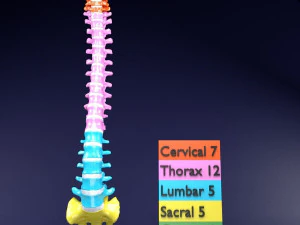 척추뼈 척추 색상 표시 3D 모델