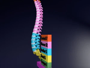 척추뼈 척추 색상 표시 3D 모델