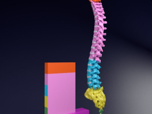 Vertebrae vertebral column color labelled Modelo 3D