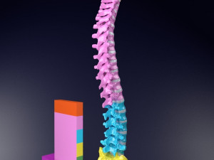 Vertebrae vertebral column color labelled Modelo 3D