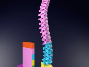 척추뼈 척추 색상 표시 3D 모델