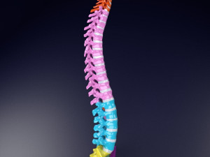 Vertebrae vertebral column color labelled Modelo 3D