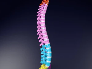 척추뼈 척추 색상 표시 3D 모델