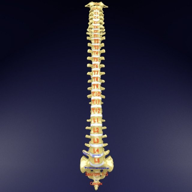 Vertebrae vertebral column labelled text detail Modèle 3D .c4d .max .obj .3ds .fbx .stl .blend 