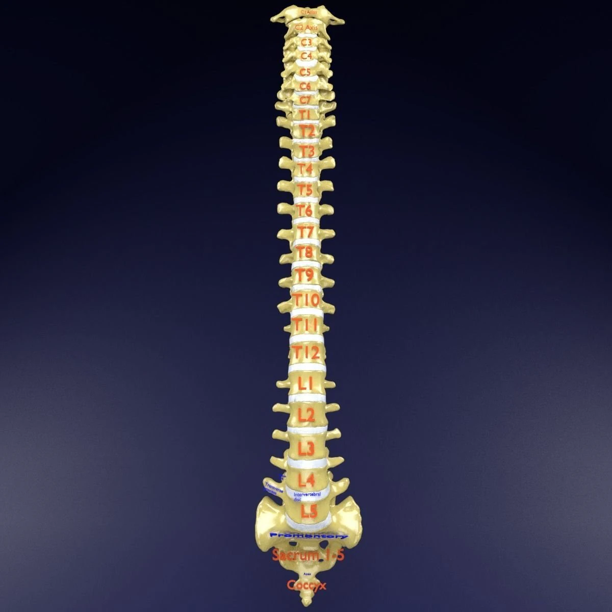 Vertebrae vertebral column labelled text detail 3D Model .c4d .max .obj .3ds .fbx .stl .blend 