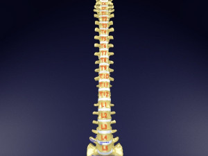 Vertebrae vertebral column labelled text detail Modèle 3D