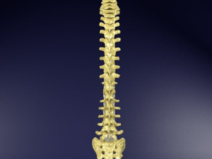 Vertebrae vertebral column labelled text detail Modèle 3D