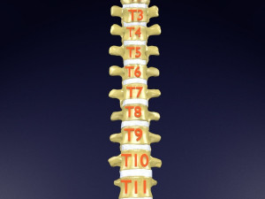 Vertebrae vertebral column labelled text detail Modèle 3D