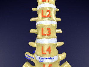 Vertebrae vertebral column labelled text detail Modèle 3D