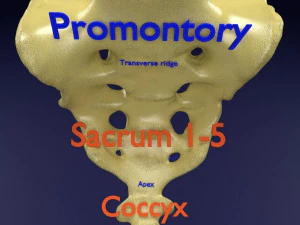 Vertebrae vertebral column labelled text detail 3D Model