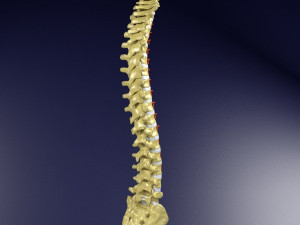 Vertebrae vertebral column labelled text detail Modèle 3D