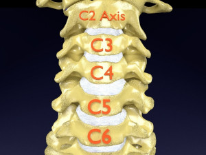 Vertebrae vertebral column labelled text detail Modèle 3D