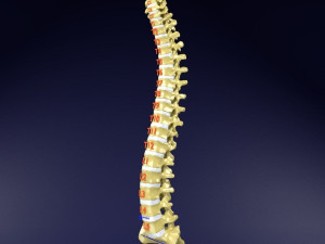 Vertebrae vertebral column labelled text detail Modèle 3D