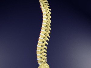 Vertebrae vertebral column labelled text detail Modèle 3D