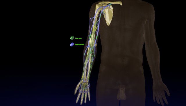 Venous drainage upper limb- vein model 3D-Modell .c4d .max .obj .3ds .fbx .stl .blend 