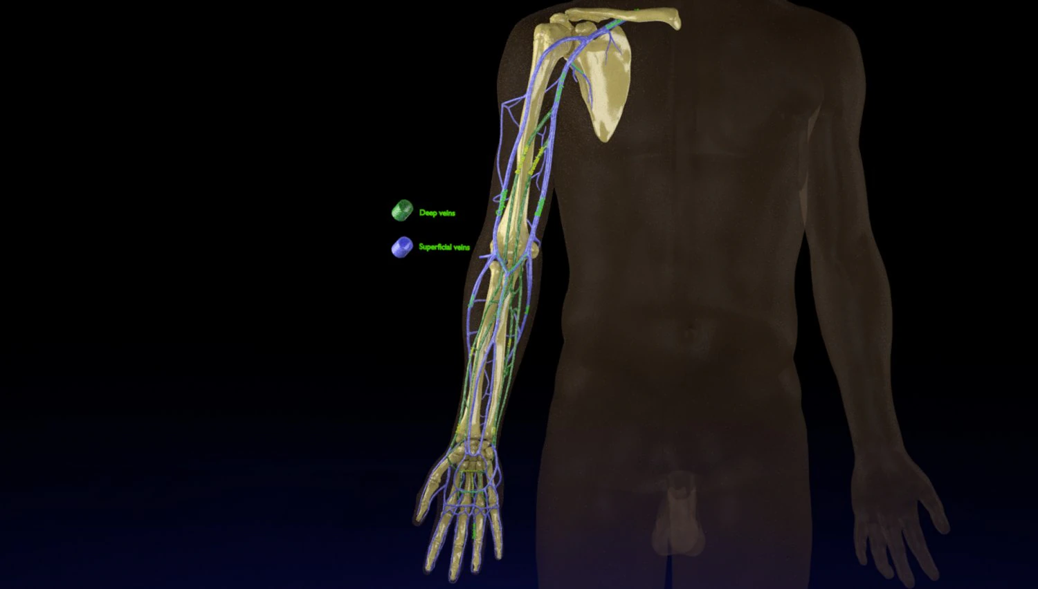 Venous drainage upper limb- vein model 3D Model .c4d .max .obj .3ds .fbx .stl .blend 