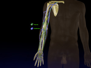 Venous drainage upper limb- vein model 3Dモデル