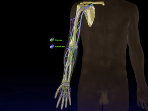 Drenaje venoso miembro superior-modelo de vena Modelo 3D