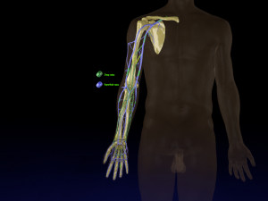 Venous drainage upper limb- vein model 3D-Modell