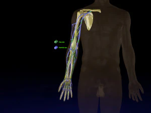Venous drainage upper limb- vein model 3D Model