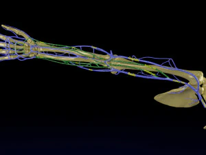 Venous drainage upper limb- vein model 3D Model